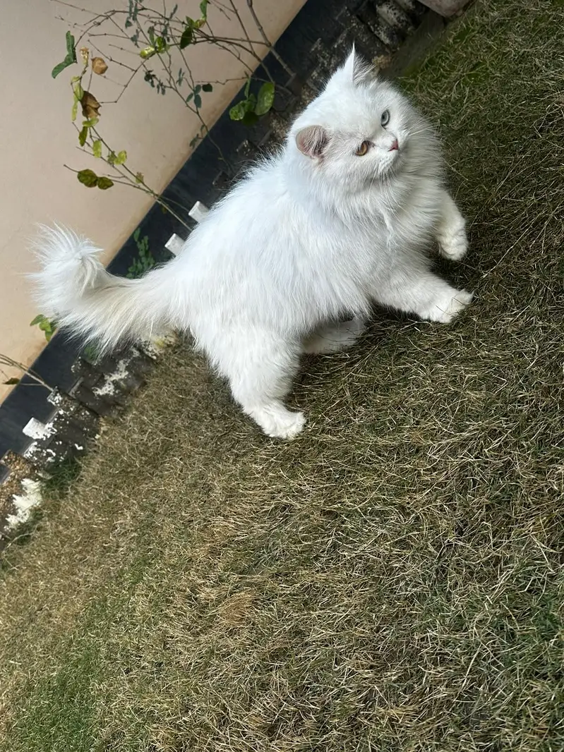 odd eye white Persian female cat_ 1 Year _ vaccinated _ triple coat — photo 4
