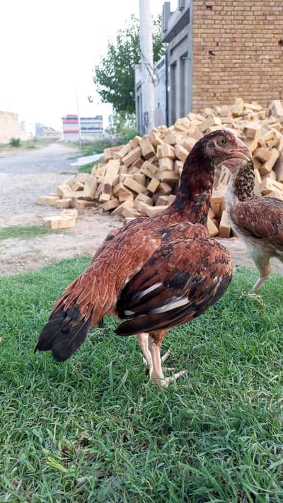 Homebreed Patha Pathi