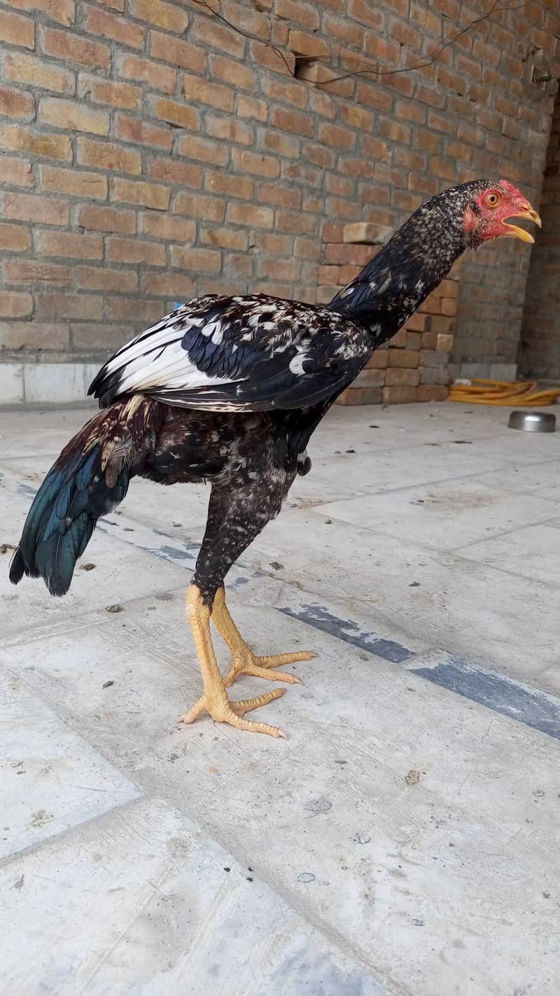 Homebreed Patha Pathi 1