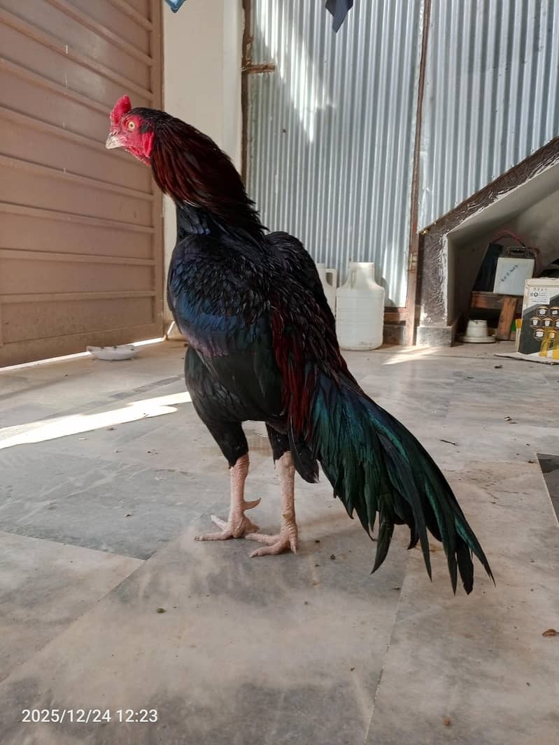 Homebreed Patha Pathi 2
