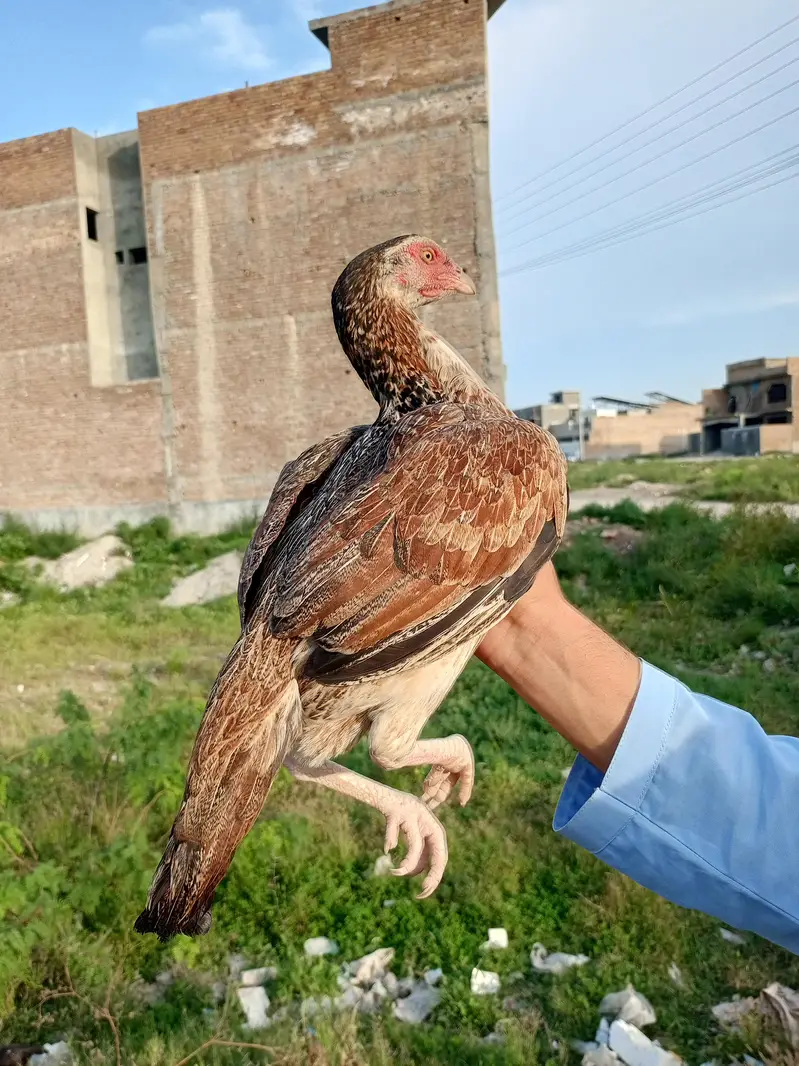 Homebreed Patha Pathi — photo 4