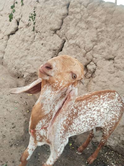 desi bakra for Sale Call  0349070. . . . . 4921