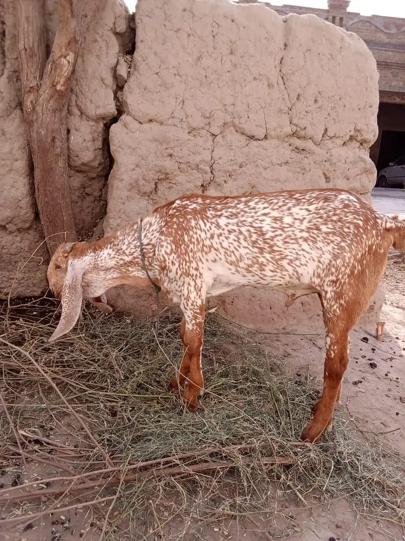 desi bakra for Sale Call  0349070. . . . . 4921 — photo 2