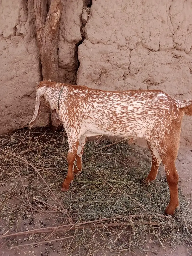 desi bakra for Sale Call  0349070. . . . . 4921 — photo 3