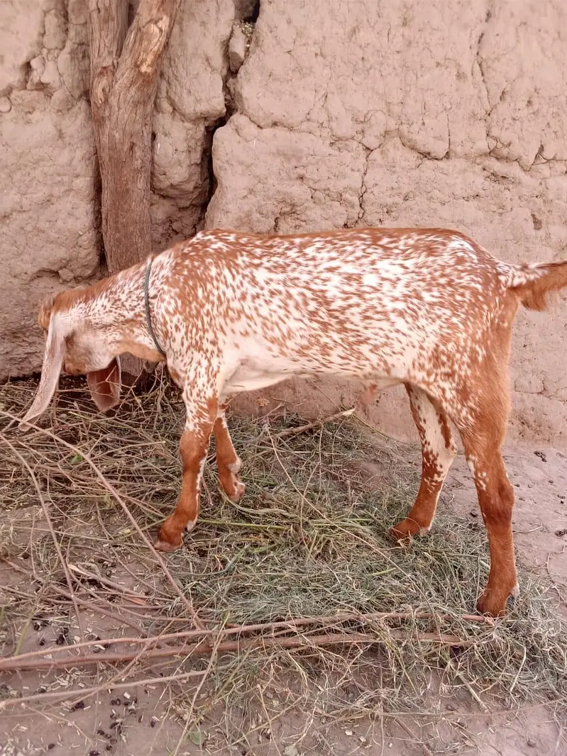 desi bakra for Sale Call  0349070. . . . . 4921 — photo 4