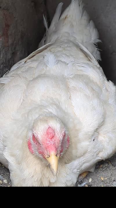 white shamo female|shamo chicks|aseel chicks|bantam chicks| Sebright