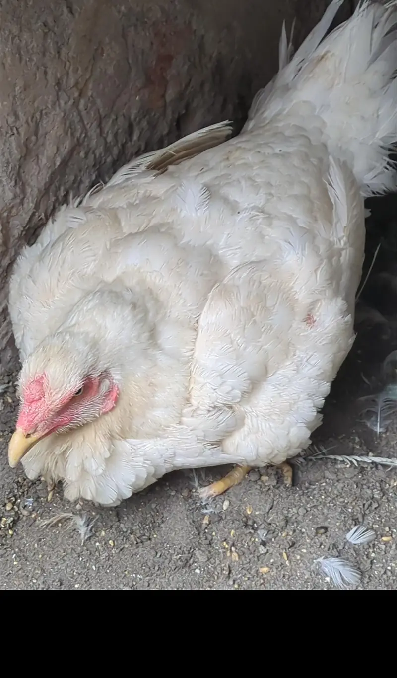 white shamo female|shamo chicks|aseel chicks|bantam chicks| Sebright — photo 2