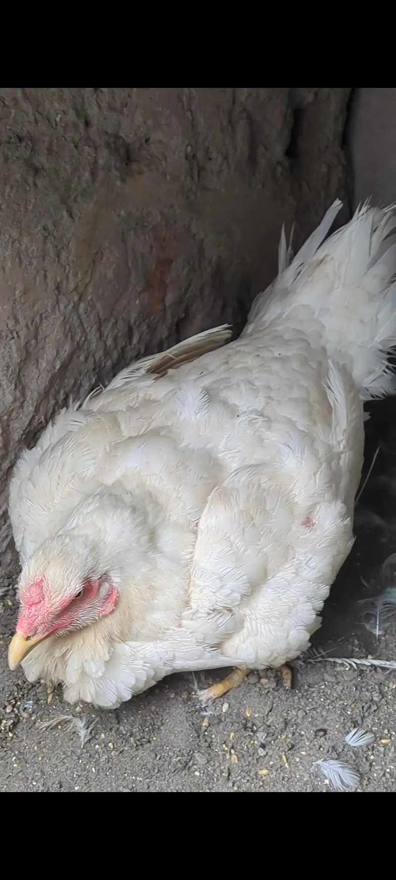 white shamo female|shamo chicks|aseel chicks|bantam chicks| Sebright — photo 3