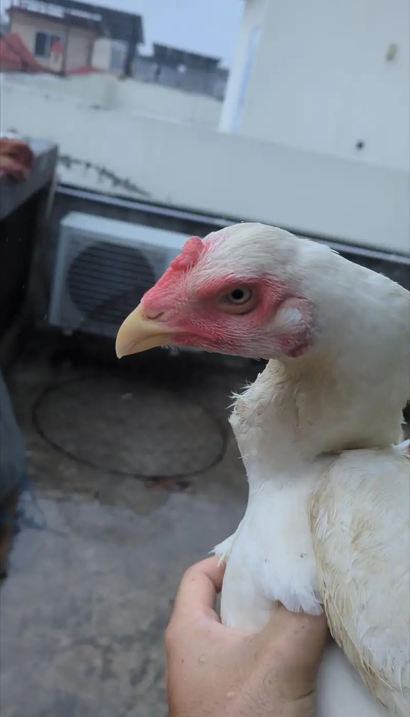 white shamo female|shamo chicks|aseel chicks|bantam chicks| Sebright — photo 4