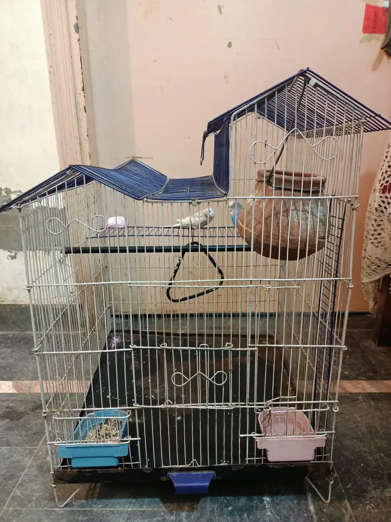 budgies+finches+diamond dove