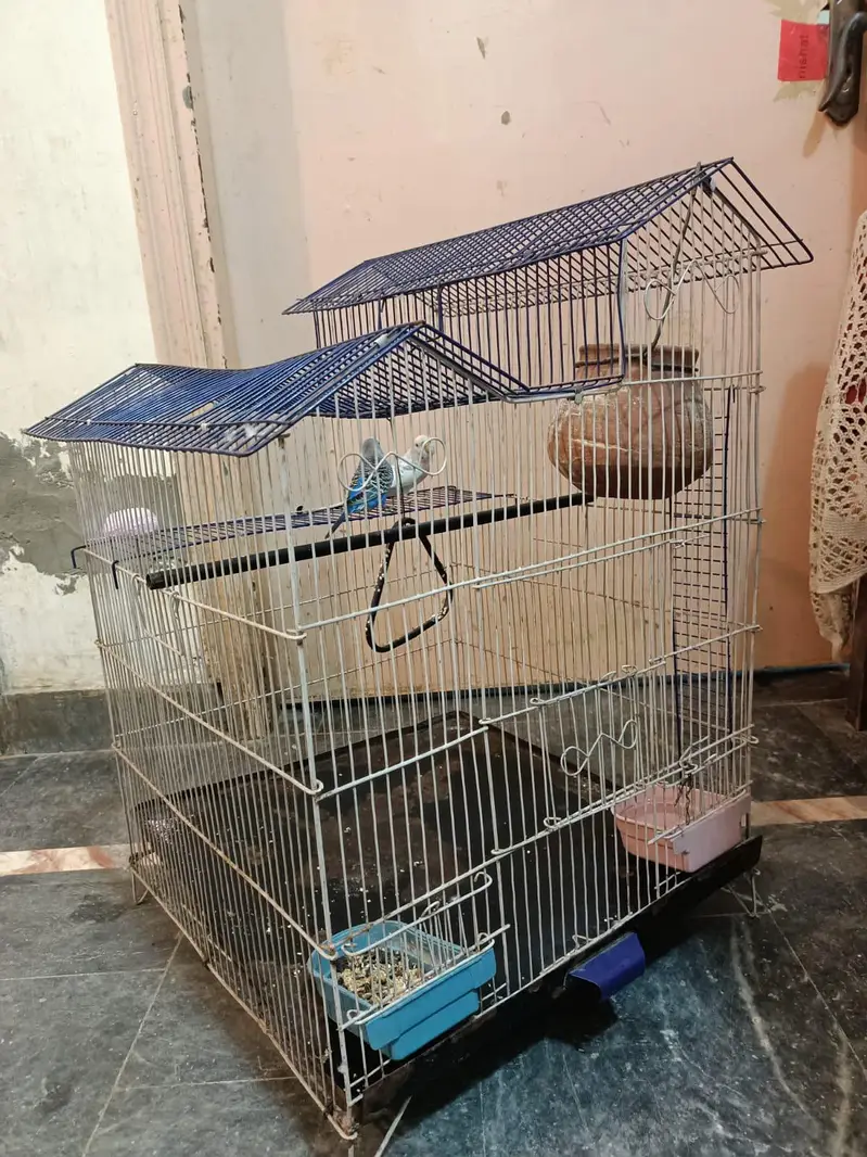 budgies+finches+diamond dove — photo 2