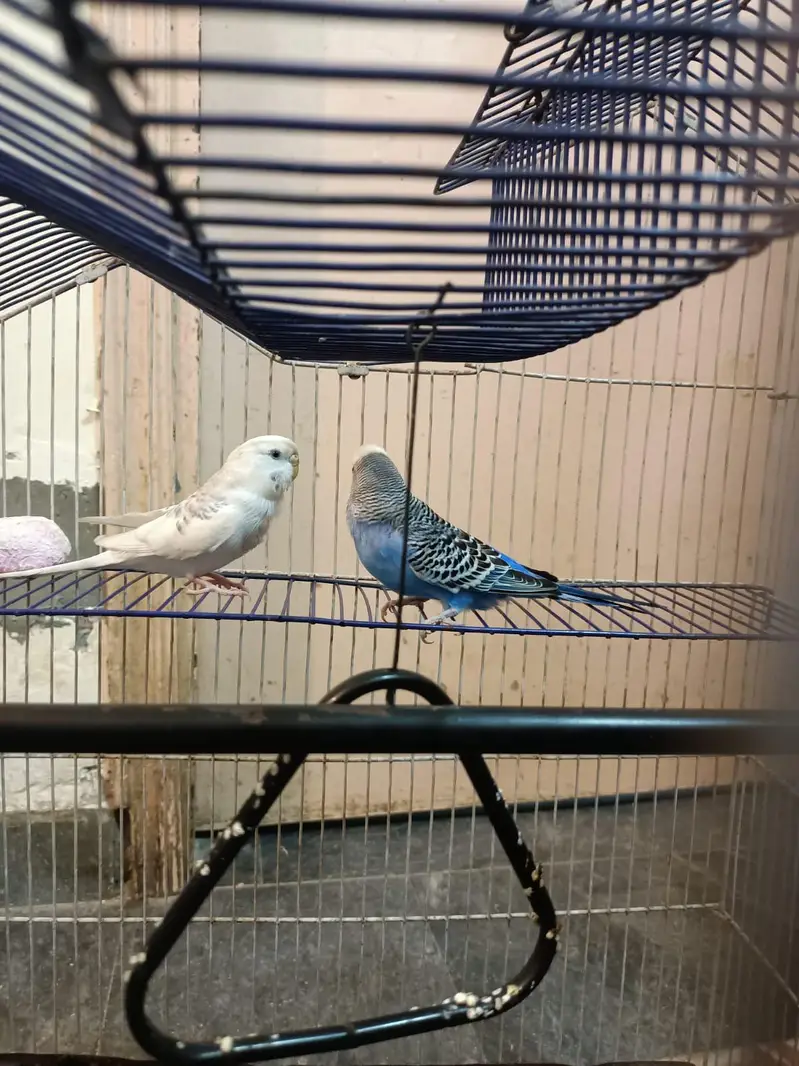 budgies+finches+diamond dove — photo 3