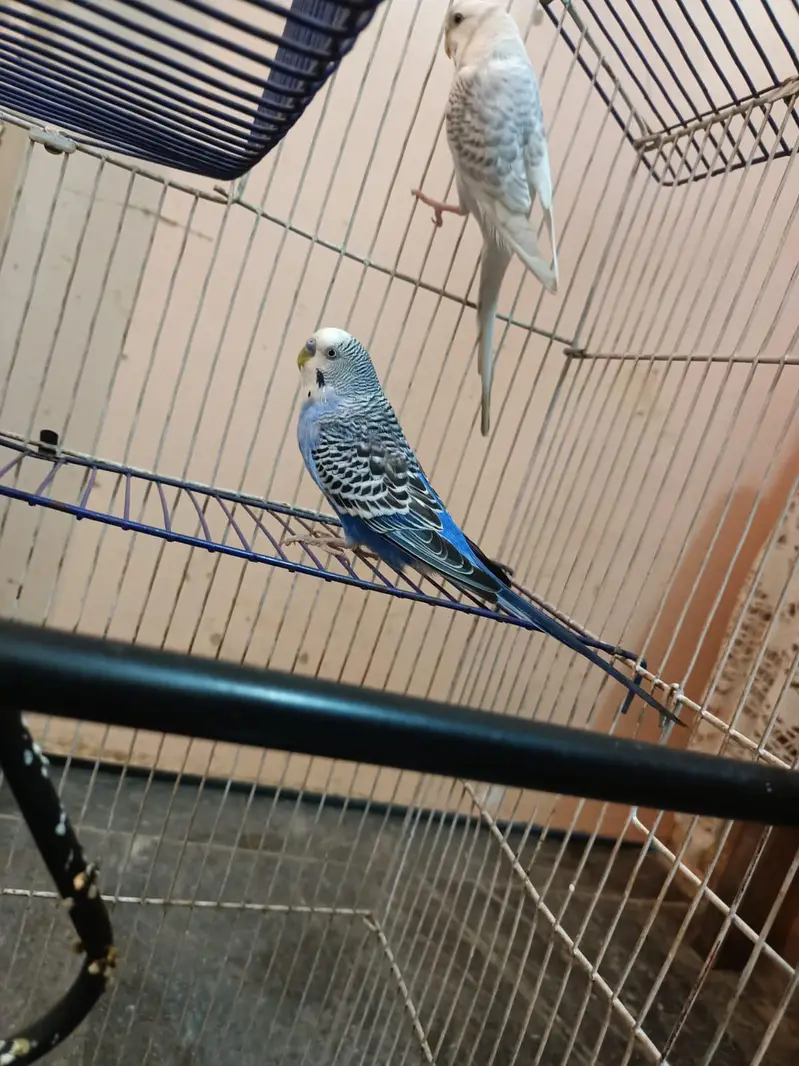 budgies+finches+diamond dove — photo 4