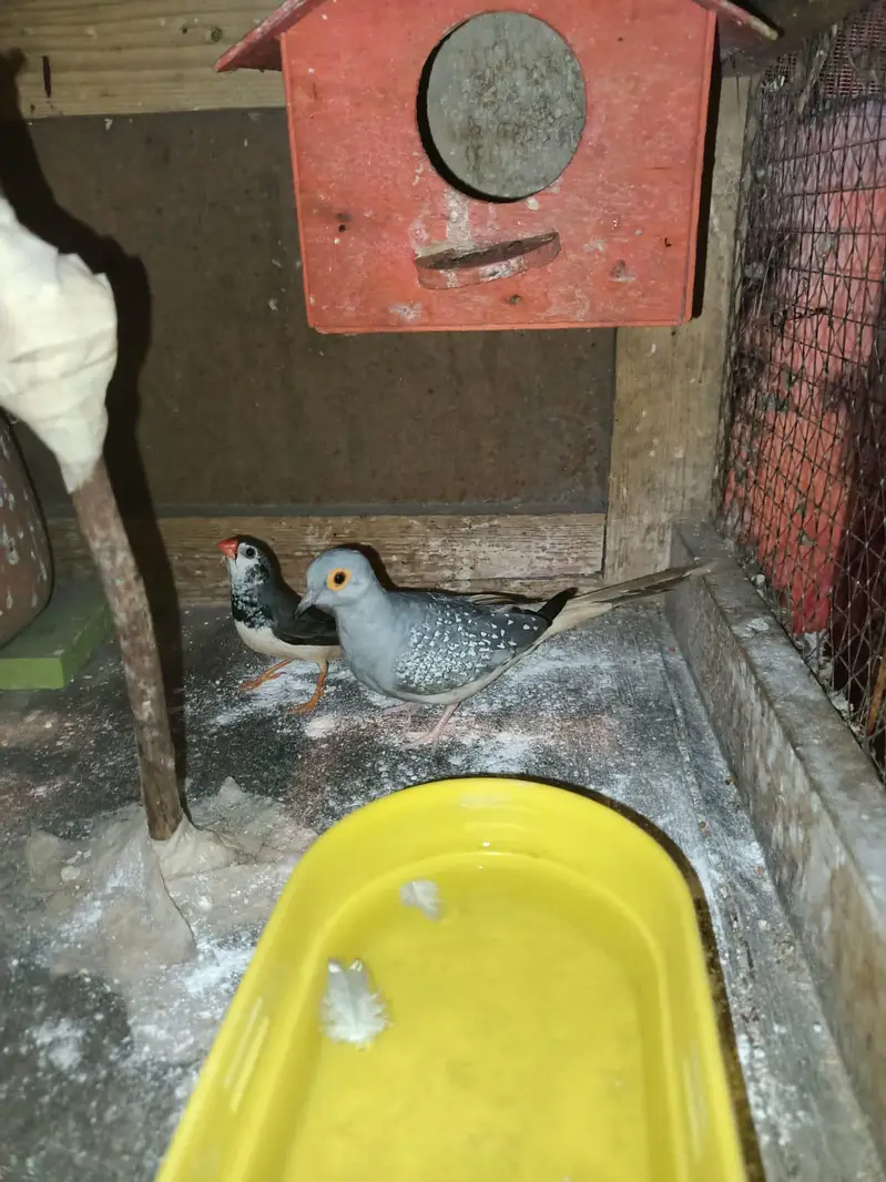 budgies+finches+diamond dove — photo 5
