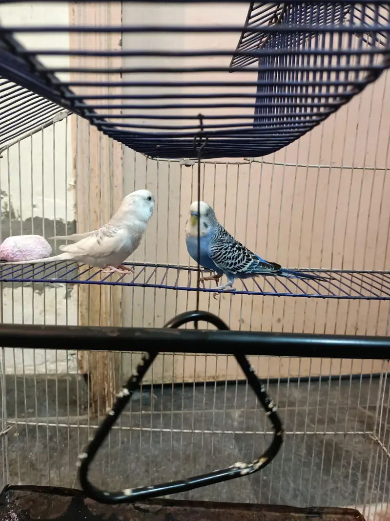budgies+finches+diamond dove — photo 6