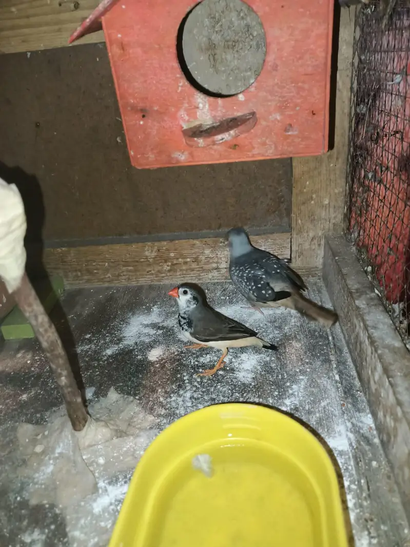 budgies+finches+diamond dove — photo 7