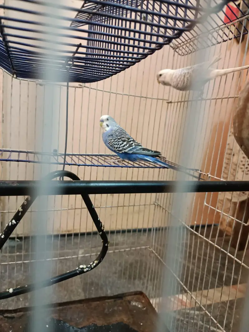 budgies+finches+diamond dove — photo 8