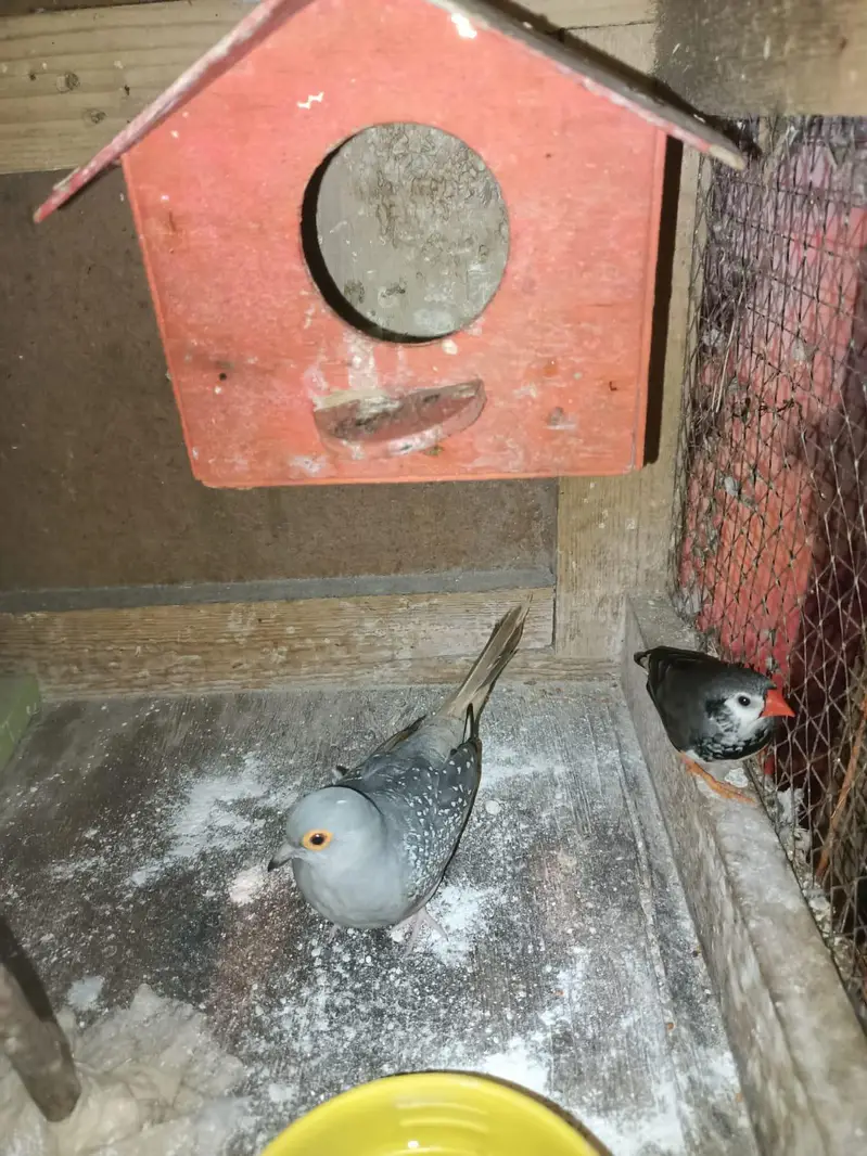 budgies+finches+diamond dove — photo 9