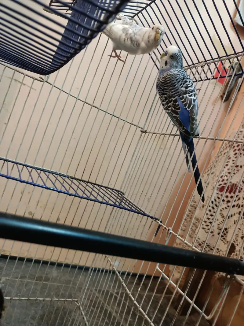 budgies+finches+diamond dove — photo 10