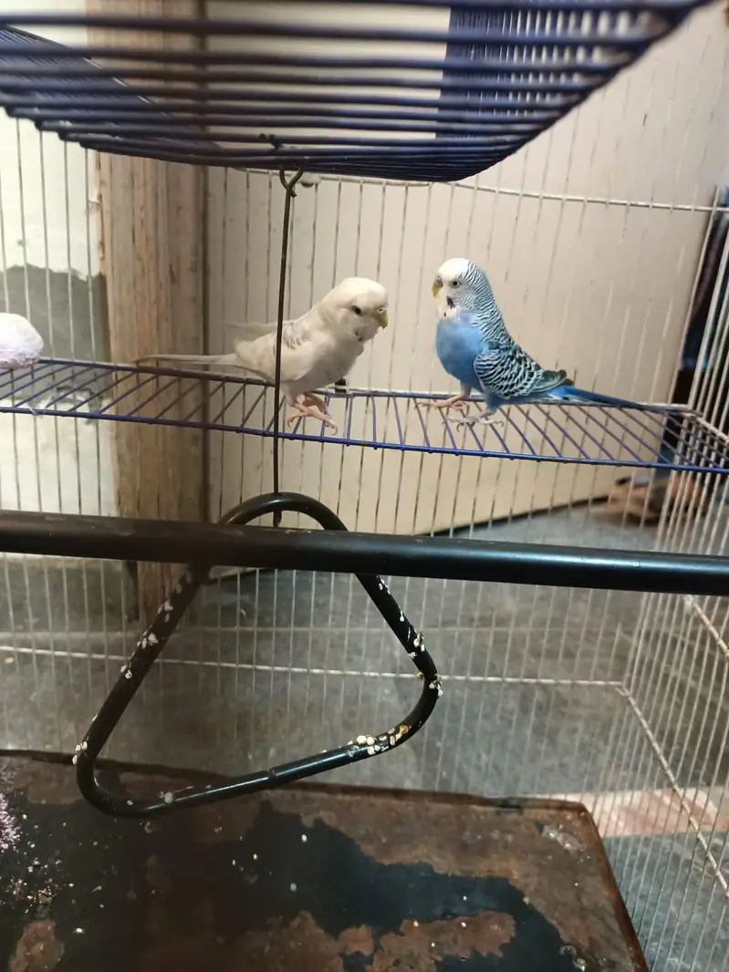 budgies+finches+diamond dove — photo 11