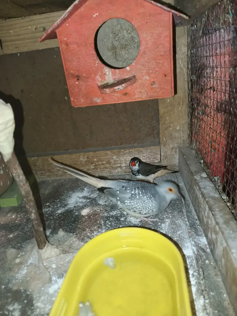 budgies+finches+diamond dove — photo 12