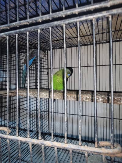 Combo Black face Male and black win female pair sale