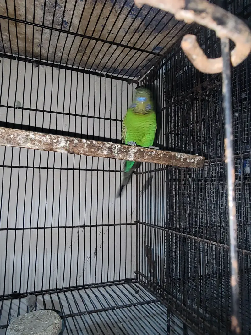 Combo Black face Male and black win female pair sale — photo 2