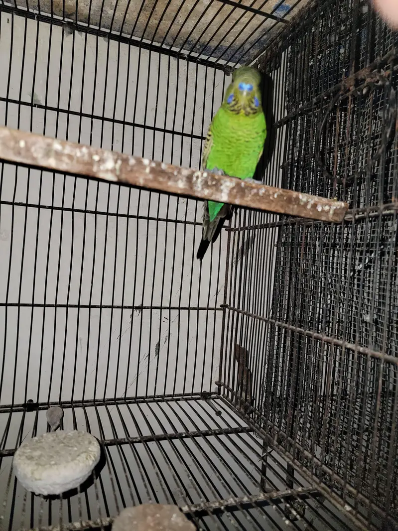 Combo Black face Male and black win female pair sale — photo 3