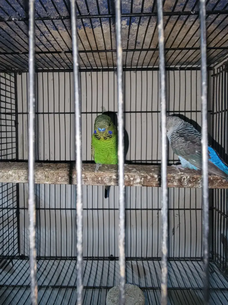 Combo Black face Male and black win female pair sale — photo 4