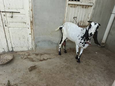 female for sale