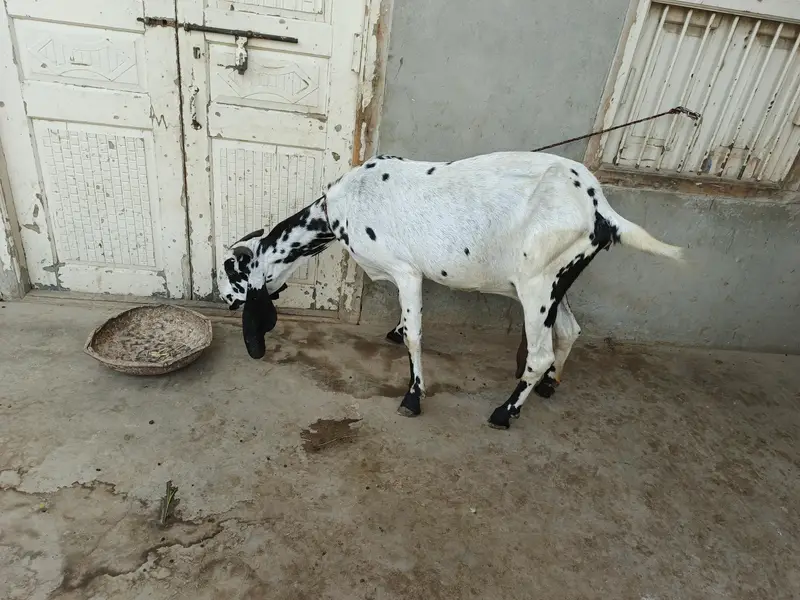 female for sale — photo 2