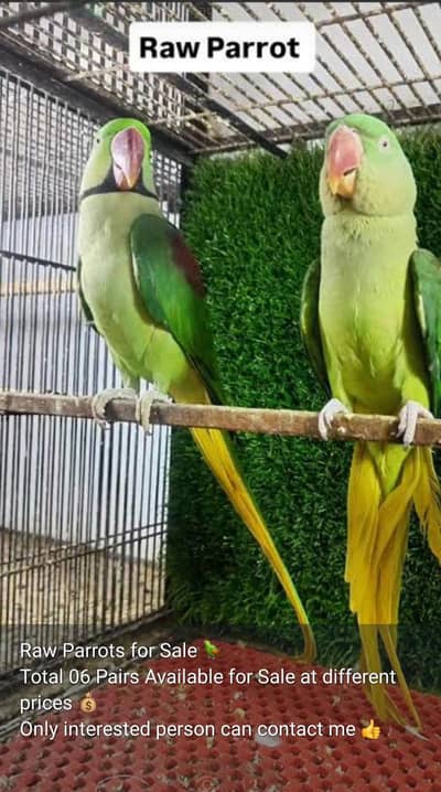 Raw Parrots Pairs