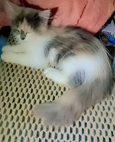 kitten