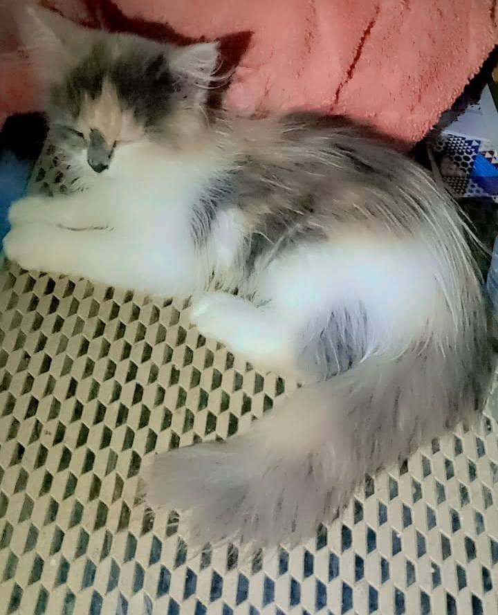 kitten 0
