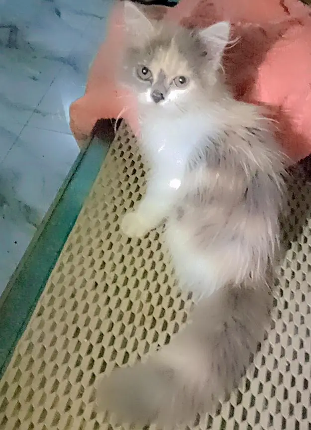 kitten — photo 2