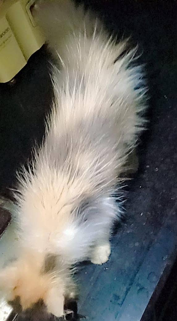 kitten 2