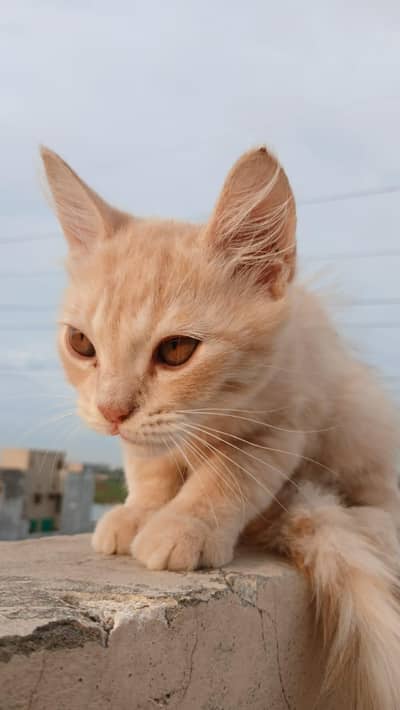 brown Persian Kitten (Male) – 2 Months Old
