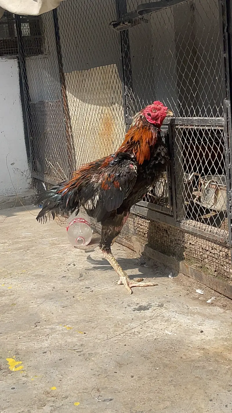 Thai Patha 1 Year — photo 4