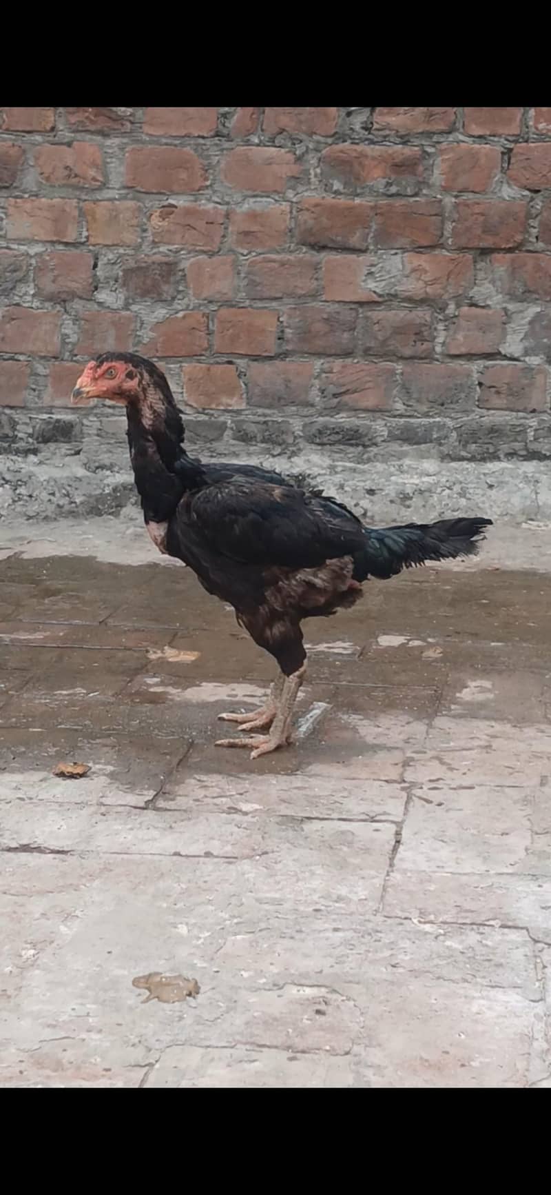 aseel chicks 2