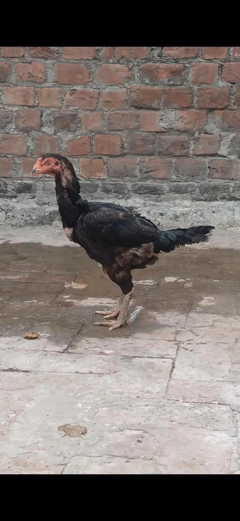 aseel chicks — photo 3