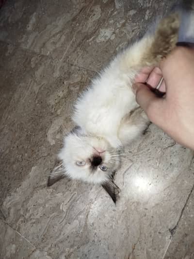 Himalayan Persian triple coat