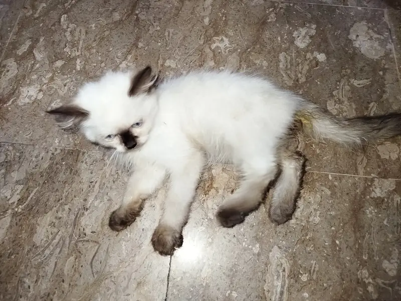 Himalayan Persian triple coat — photo 2