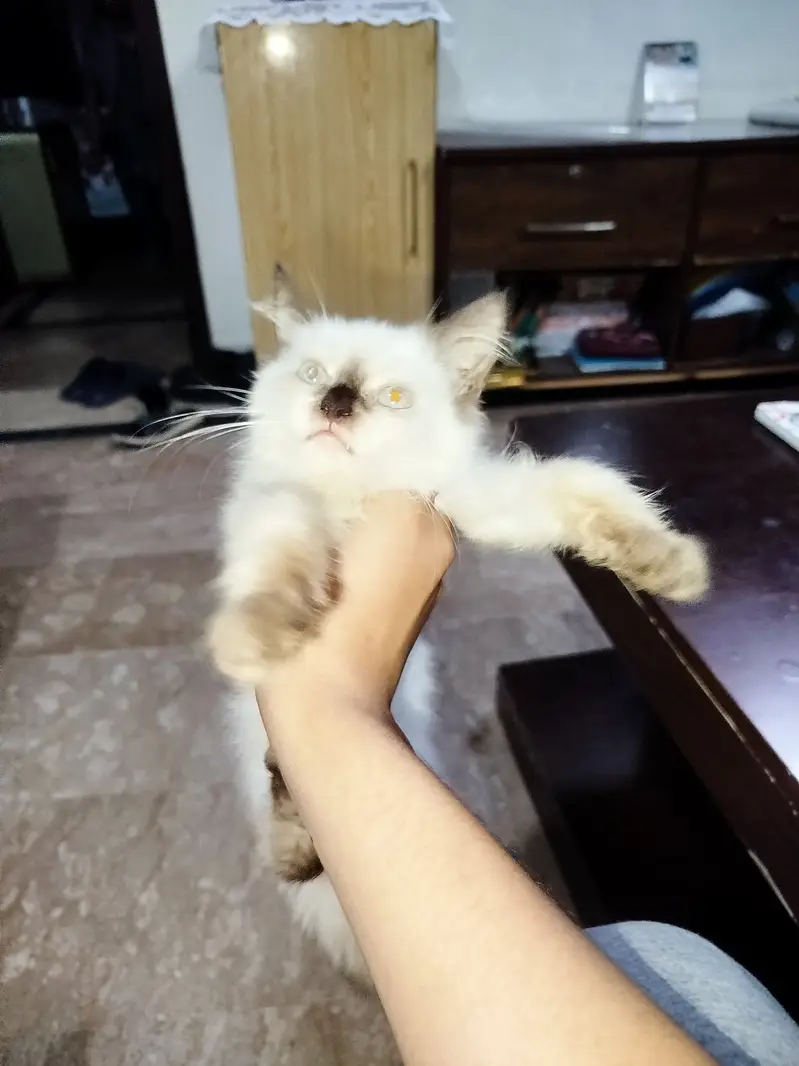 Himalayan Persian triple coat — photo 3