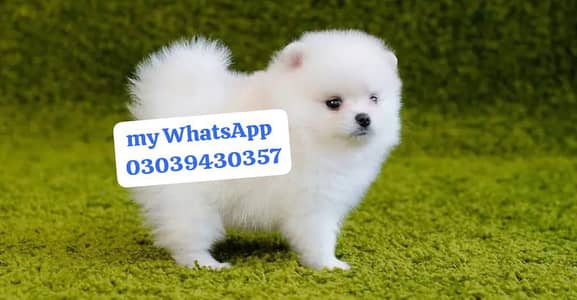 Pomeranian puppies for sale 2 month age