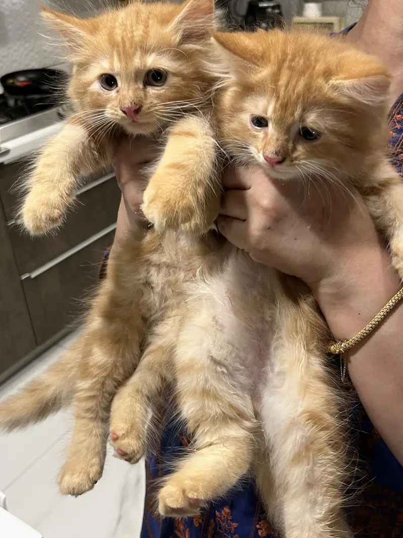 Persian Cats — photo 2