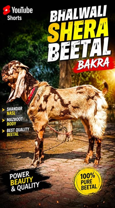 bhalwali beetal bakra