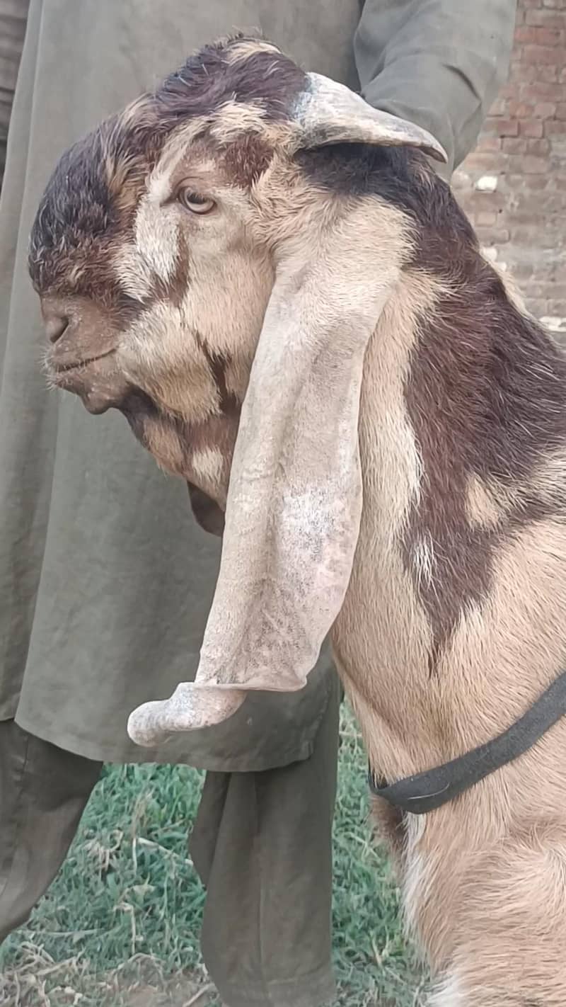 bhalwali beetal bakra 1