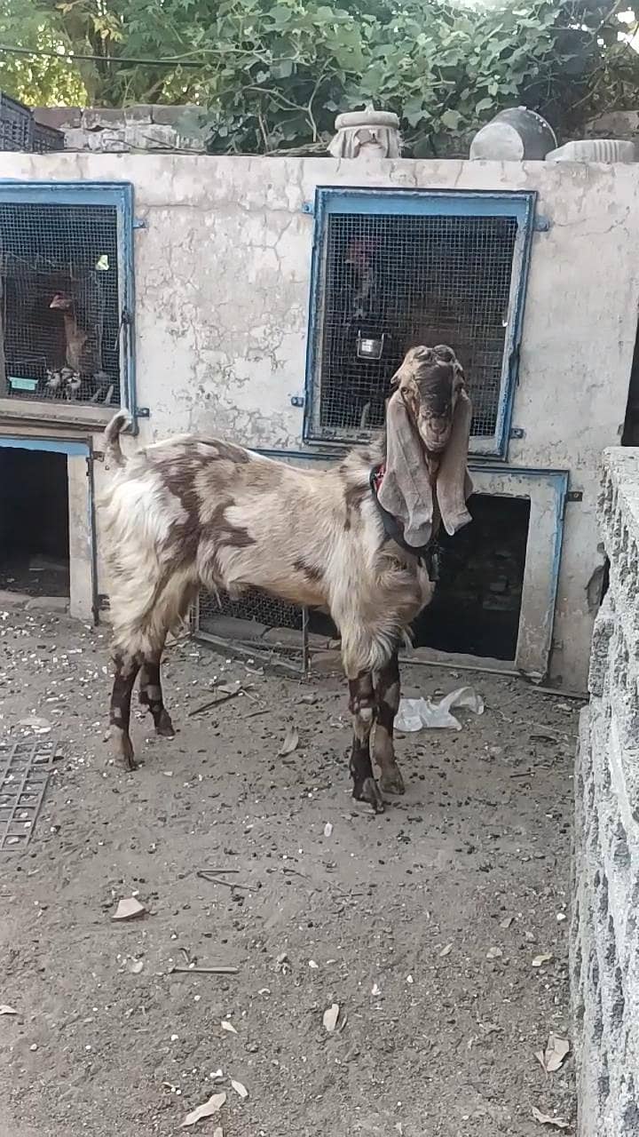 bhalwali beetal bakra 2