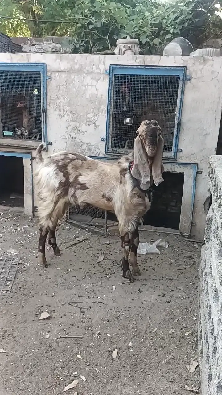 bhalwali beetal bakra — photo 3