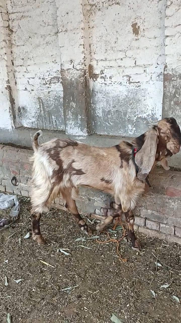 bhalwali beetal bakra 3